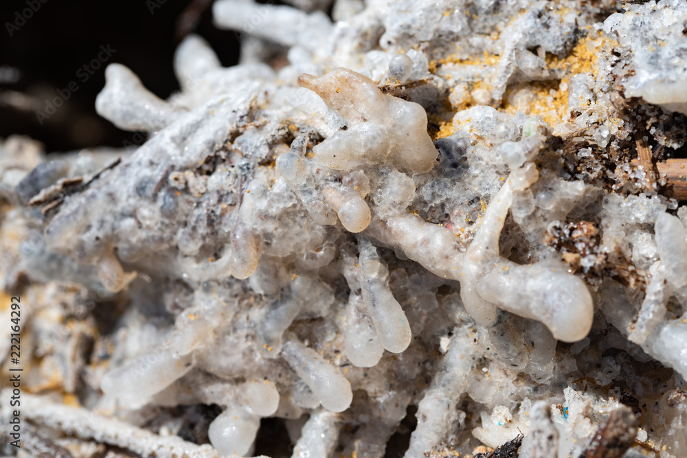 Close up of small wood parts covered by salt dduring the years Close up of small wood parts covered by salt dduring the years