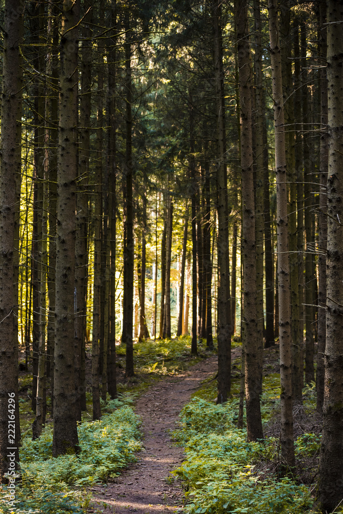 Obraz premium Waldweg in schönem Licht