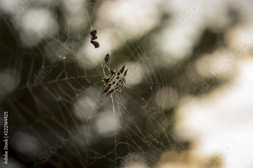 Araña atrapando insecto en su telaraña durante el atardecer