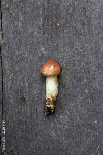mushroom annulated boletus