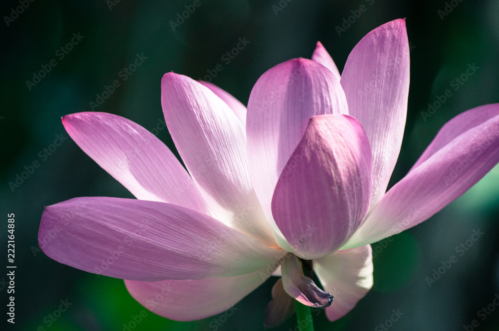 Close-up of sacred lotus, beautiful pink petals