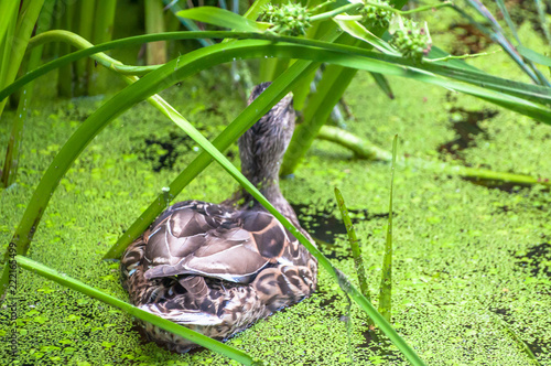 Fototapeta Naklejka Na Ścianę i Meble -  Duck swimming in lake covered with water plants among grass
