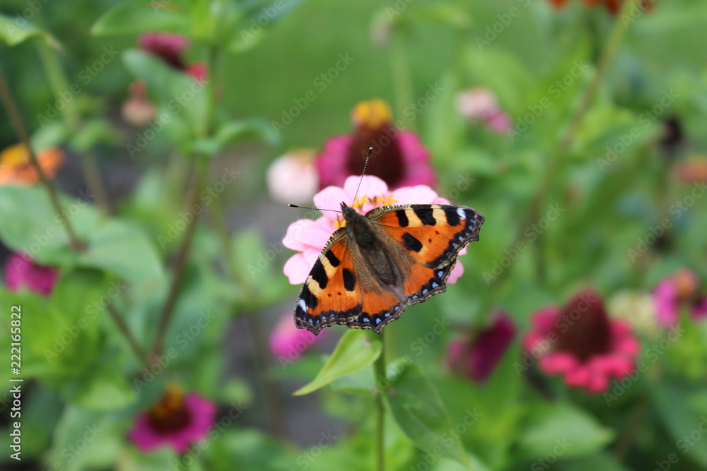 Naklejka premium Ein Schmetterling auf einer Zinie