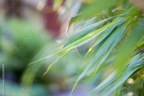 Green leaves on blurry background