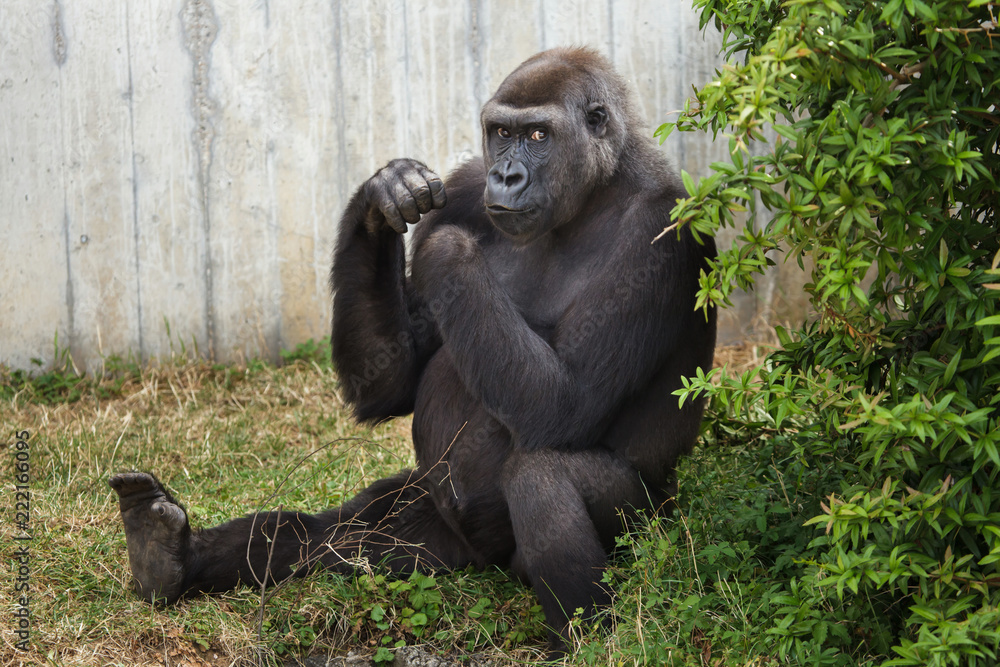 Western lowland gorilla.