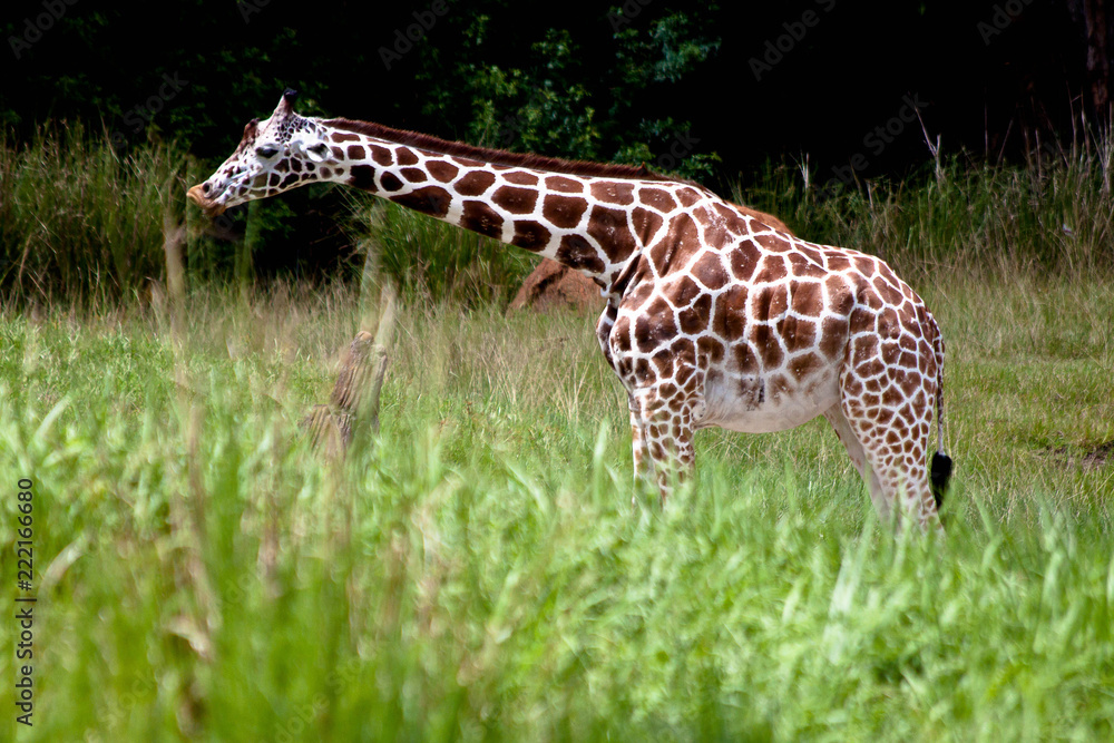 Naklejka premium JIRAFA