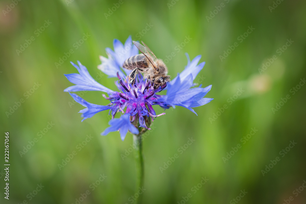 Bee on cornflower