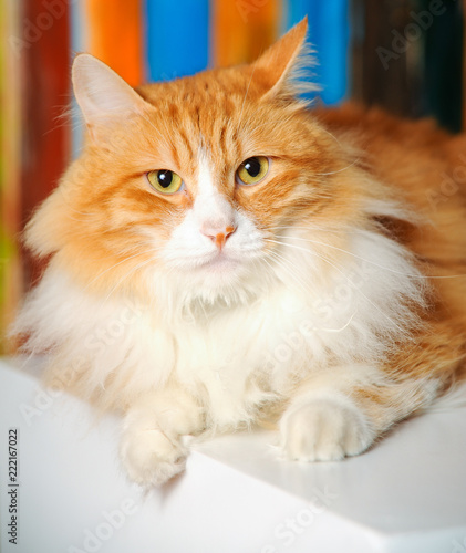 Fototapeta Naklejka Na Ścianę i Meble -  Naughty cat portrait