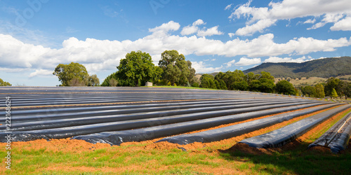 Australian Strawberry Farm Area photo