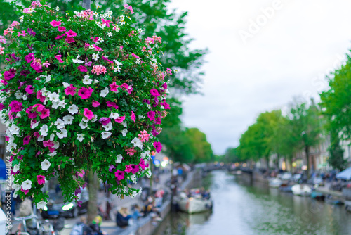 アムステルダムの花