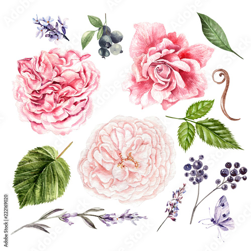 Roses, lavender and leaves, watercolor, can be used for greeting card, invita...