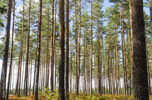 Beautiful pine tree forest © olandsfokus