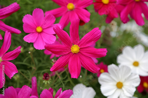 Bright Cosmee flower in the summer garden of blooming plants  