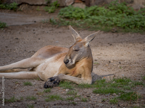 Australian Kangaroo relaxing 