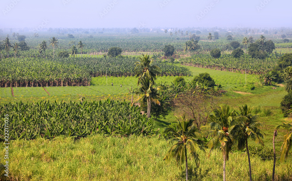 Paddy and banana fields Near Vijayawada in India