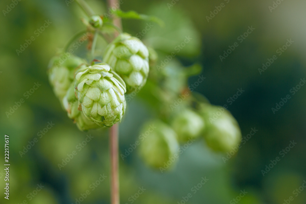Cones of hops in a basket for making natural fresh beer, concept of brewing Cones of hops in a basket for making natural fresh beer, concept of brewing