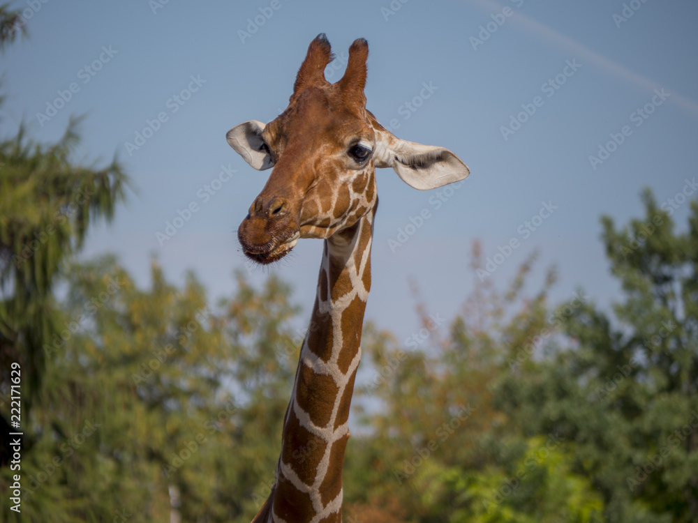 Fototapeta premium Giraffe is eating 