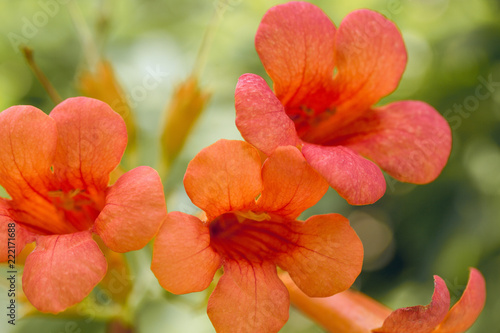 Orange flowers Kampsis photo