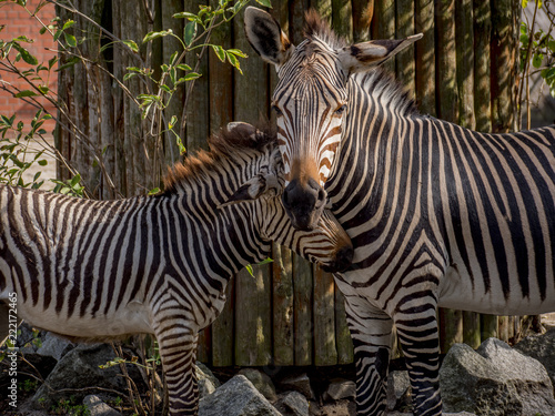 Close view of zebras family 