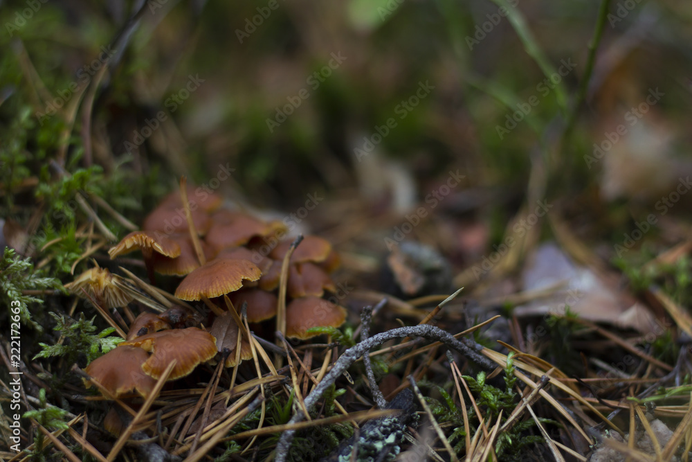 Close-up of brown mushrooms in a forest, surrounded by twigs and moss. Close-up of brown mushrooms in a forest, surrounded by twigs and moss.