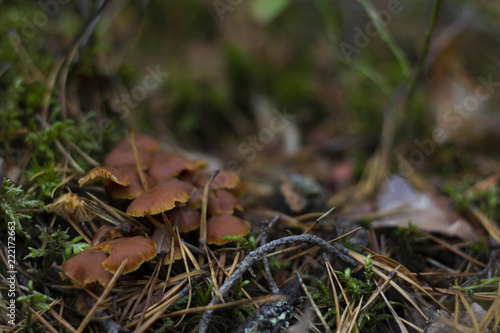Close-up of brown mushrooms in a forest, surrounded by twigs and moss.