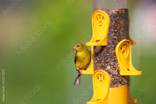 Tableau sur toile Tiny American Gold flinch bird on feeder