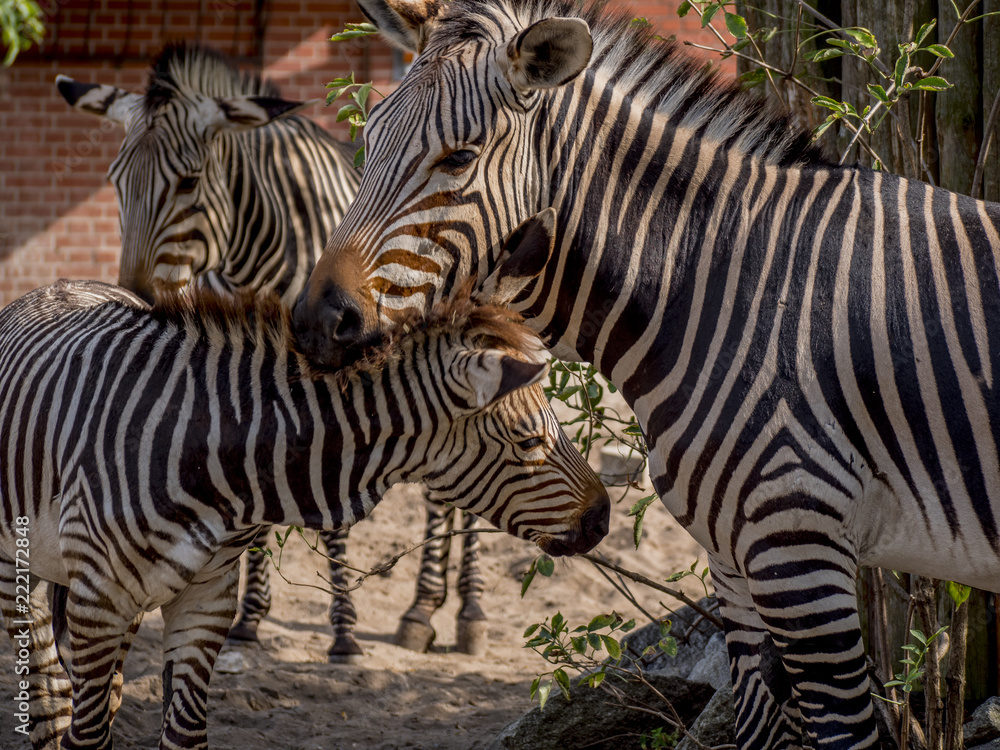 Fototapeta premium Close view of zebras family 