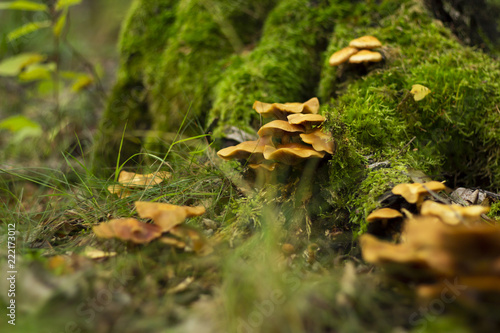 Mushrooms growing on a tree trunk covered in green moss.
