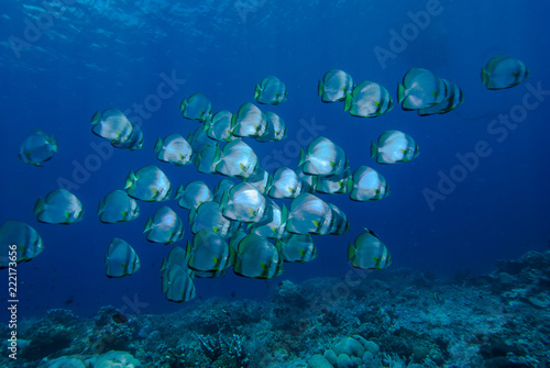 Circular Spadefish Platax orbicularis