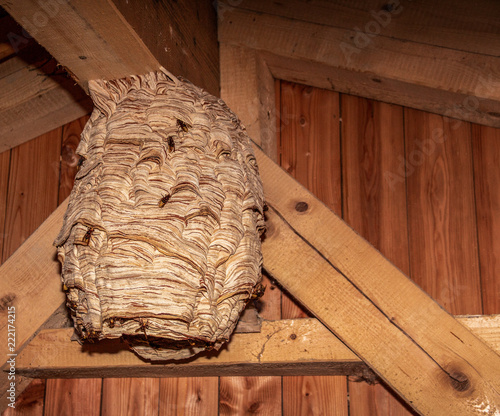 Hornissen Nest 2018_09