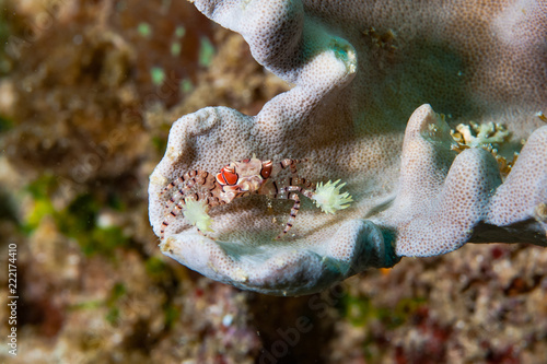 Boxer Crab Lybia tessellata