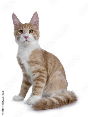 Sweet creme with white Maine Coon cat kitten sitting side ways and tail curled around body looking  interested to lens, isolated on a white background photo