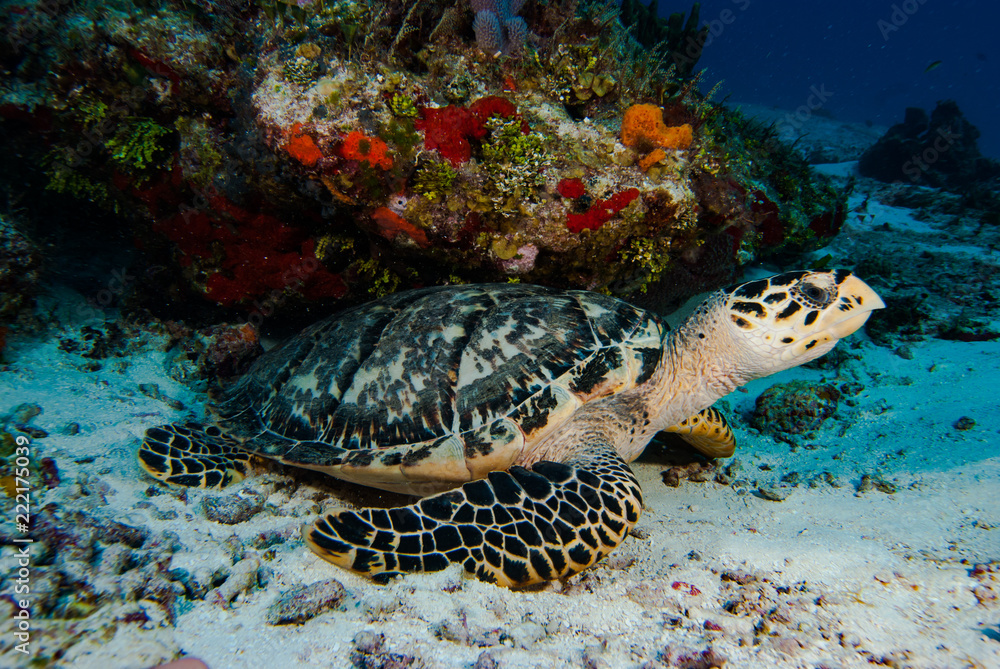 Hawksbill Turtle Hawksbill Turtle