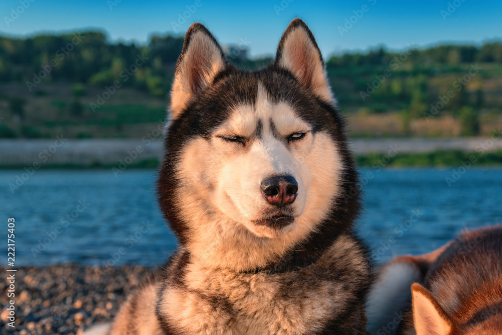 Portrait of Siberian husky dog with his eyes closed. Portrait of Siberian husky dog with his eyes closed.