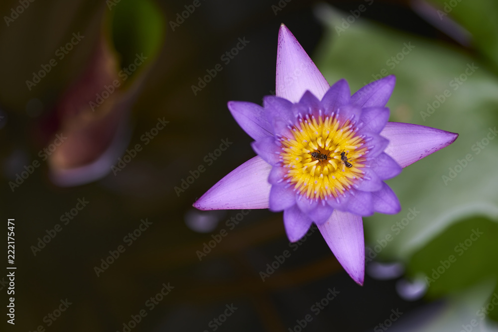 Purple lotus with bee Purple lotus with bee