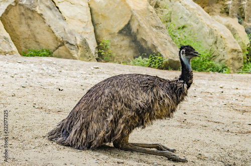 ostrich sitting