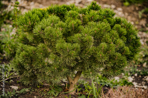Pitsunda Pine sapling