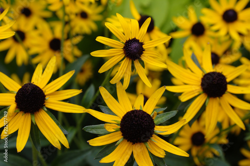 Field of Golden Yellow Black Eyed Susan Wildflower Blossoms with Brown Centers and Fading Focus