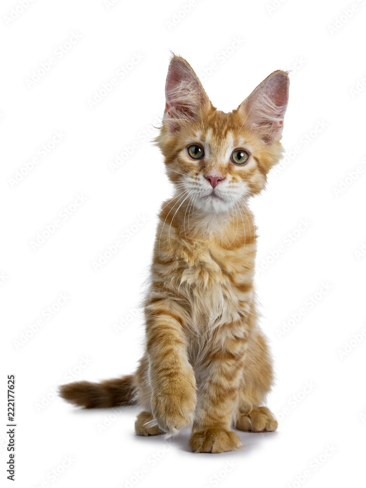 Obraz premium Adorable little red Maine Coon cat kitten sitting front view with tail behind body and one paw lifted, looking at camera with mesmerizing green eyes, isolated on white background