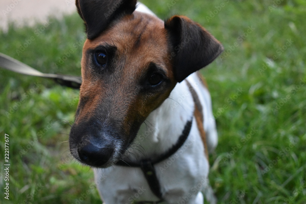 portrait of a dog portrait of a dog