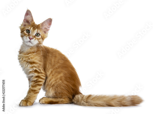 Wallpaper Mural Adorable little red Maine Coon cat kitten standing side ways with tail behind body, looking at camera with mesmerizing green eyes, isolated on white background Torontodigital.ca