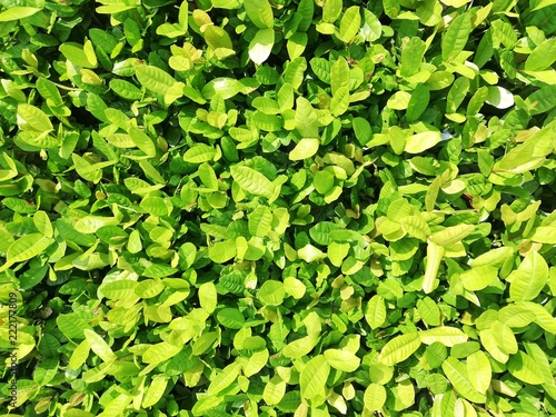 Green leaves full Frame pattern. 