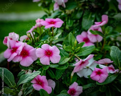 Pink and red vinca blossums with beautiful green foliage