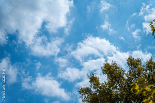 yellowing leaves against the blue sky. autumn