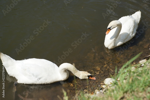 swan on the lake