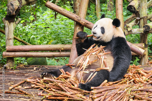 Cute funny giant panda eating bamboo. Wild animal in forest