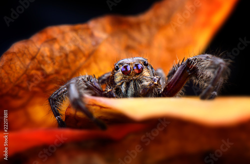 Black Jumping spider with orange leaf. photo