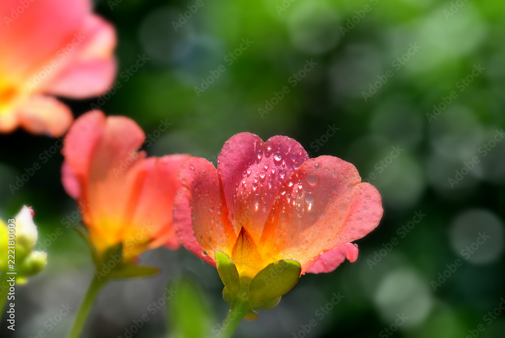 The Portulaca or rosemoss flower blooming The Portulaca or rosemoss flower blooming