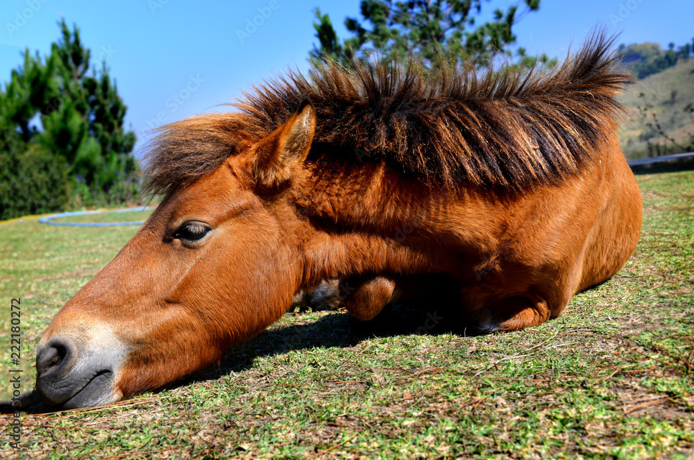 small pony thai horse