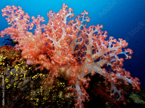 special corals © zampa